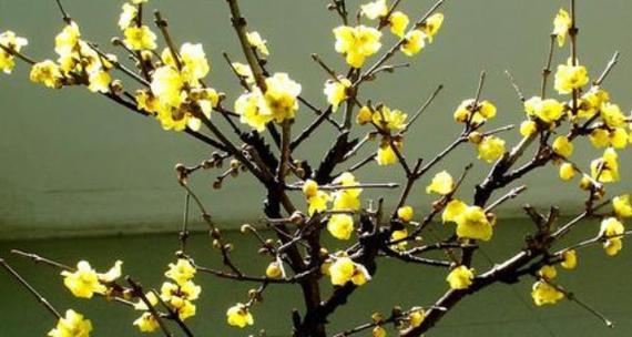 家里也能种梅花（让家变成花园，享受美好生活）