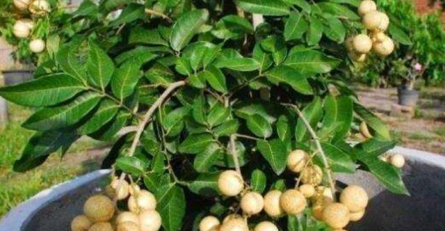 桂圆盆栽的种植与养护（家庭里也能种出好桂圆）
