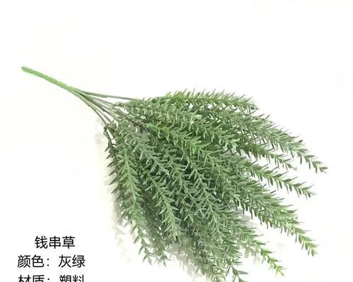 美女樱叶子干枯原因及处理方法（探究美女樱干枯原因，教你有效处理）
