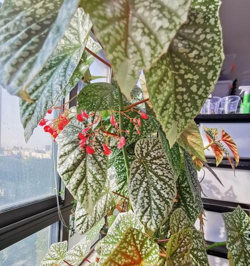 秋天的植物（代表秋天的植物有哪些？）