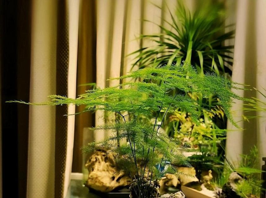 文竹养护指南（打造健康美丽的文竹之路）