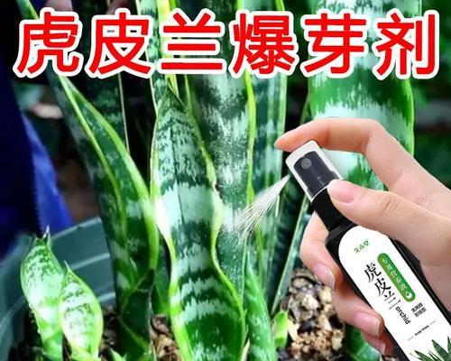 如何正确进行虎皮兰扦插？（虎皮兰的繁殖方法和技巧）
