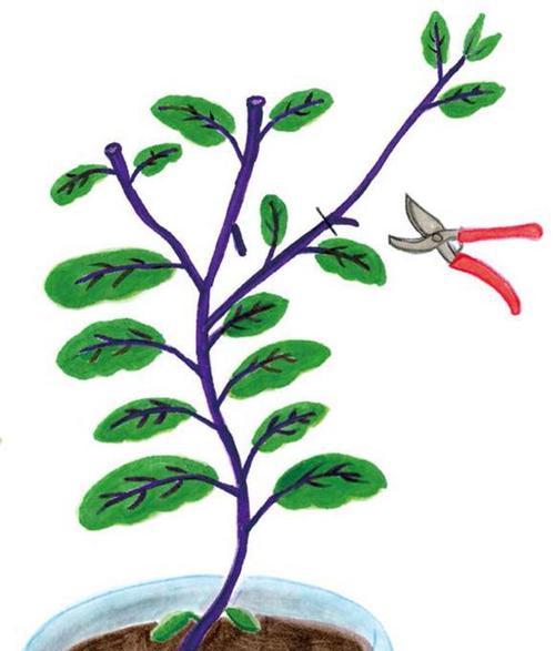 如何正确修剪茄子？（掌握这些技巧，让你的茄子更健康、丰产！）