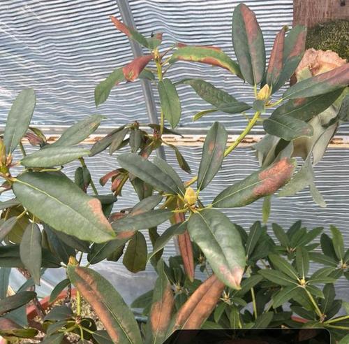 杜鹃花种植养殖与栽培方法（让你轻松成为杜鹃花专家！）