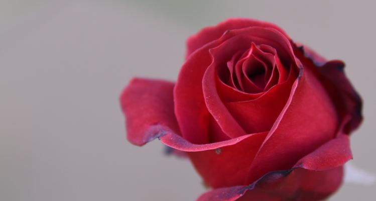 花语解读——12朵玫瑰代表的含义（传递爱情和感恩的时尚表达方式）