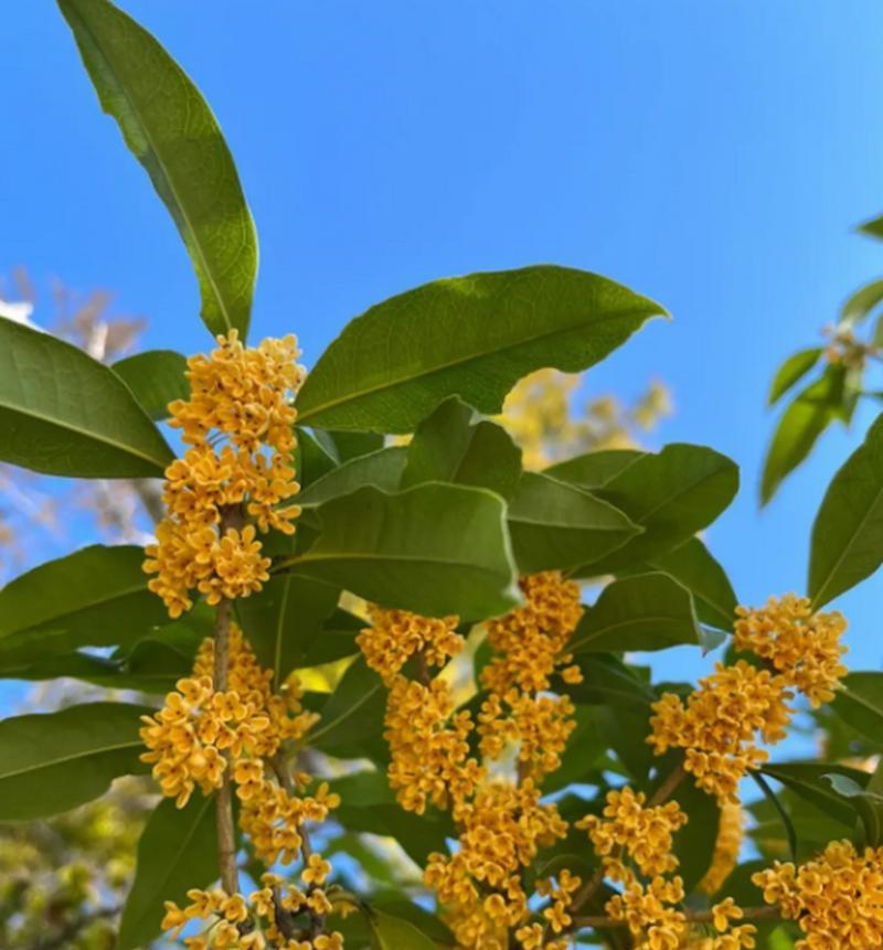如何正确更换桂花盆？（换盆时间、选择盆器、栽种方式和注意事项）