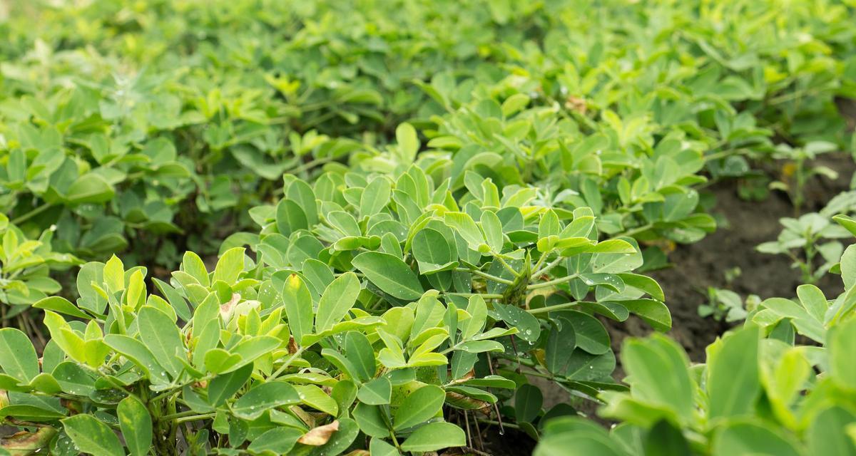 花生是被子植物吗？（探究花生的分类和特点）