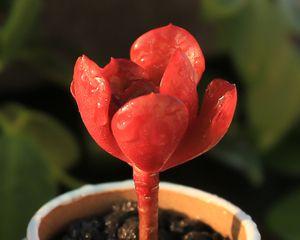 如何养殖如意花叶片保持红色（如意花叶片变色原因及解决方法）