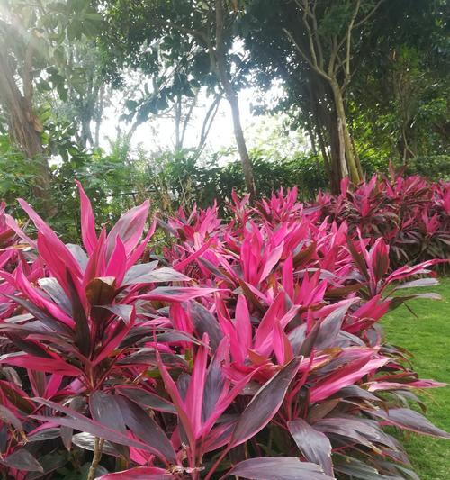 海南岛适合种植的花卉种类（探秘海南热带岛屿的花海世界）