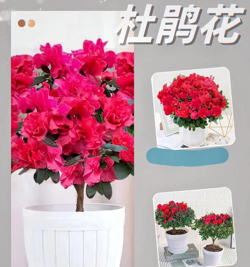 小叶杜鹃花：美艳却毒性不可忽视