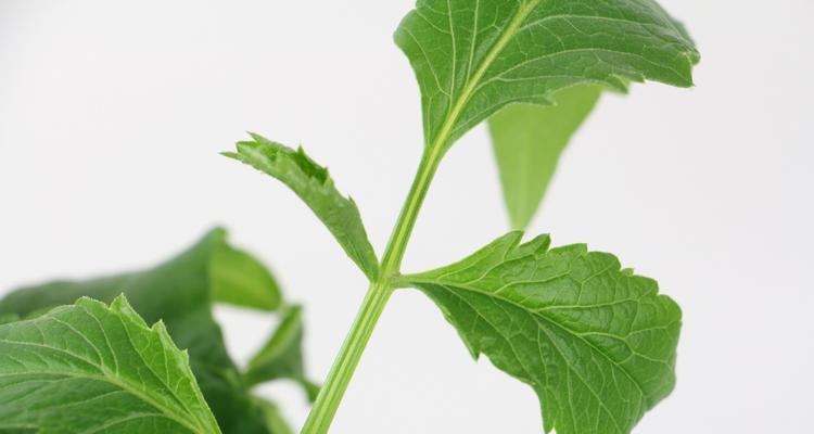大丽花到底怕不怕晒？（阳光晒似乎不是它的最爱，但也不全然不行；）