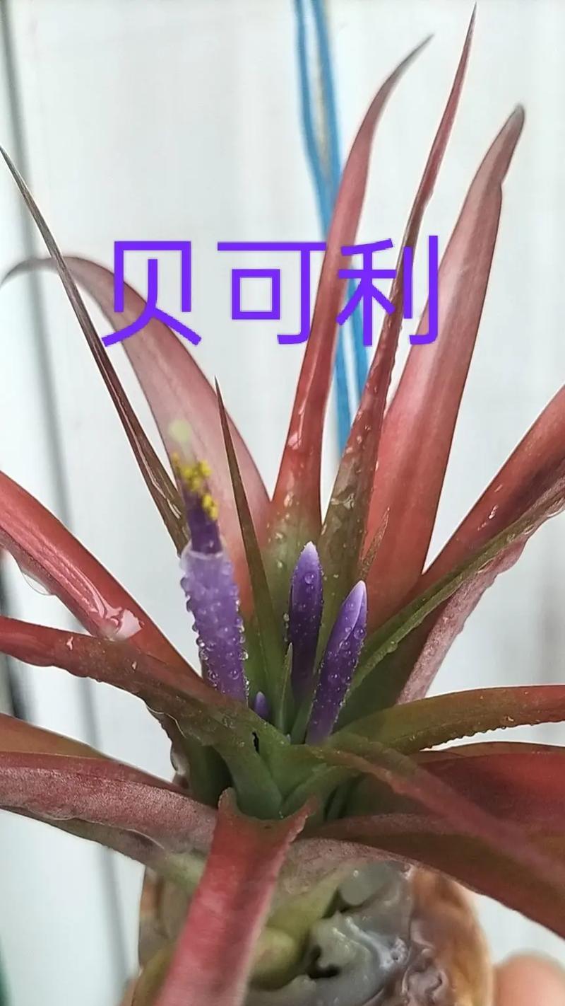 空气凤梨的土养方法（告别挂养，空气凤梨也可以用土养）