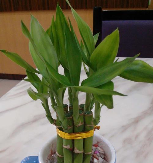 富贵竹的水养之道：让您的富贵竹更加茁壮