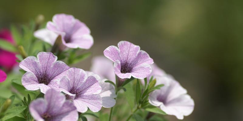 矮牵牛花的香味是否有毒？（探究矮牵牛花香味的真相）
