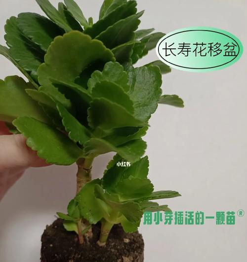 长寿花没根能活吗？科学家的解答