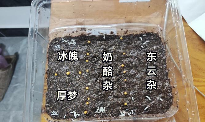 多肉发芽全过程详解（从准备材料到生根成苗，轻松掌握多肉发芽技巧）