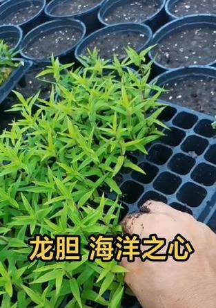 龙胆花的种植与养护方法（学会这些技巧，让你的龙胆花盛开如海）
