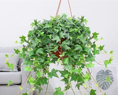 长春藤水培好还是土培好？（探究长春藤的最佳种植方式）