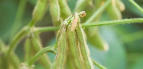 豆子的种植季节和方法（在什么时间和怎样种植豆子才更合适？）