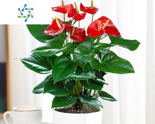盆栽花卉，夏日的佳选（探讨夏季养护技巧，打造清凉花园）