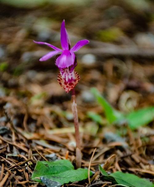 兰花授粉的时间、方式与方法（掌握正确的兰花授粉技巧，让兰花生长更加茁壮）
