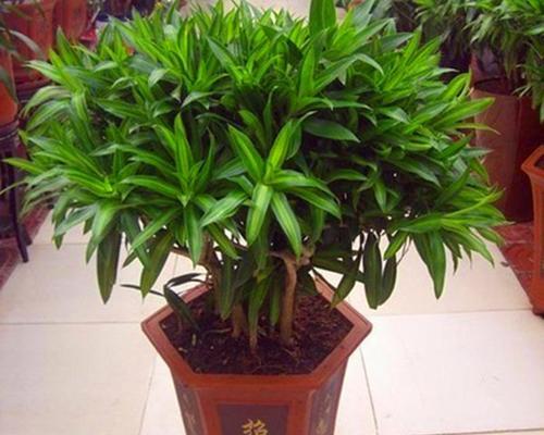 百合花能否吸收甲醛？——解析家居环境治理方法（百合花的吸附能力及注意事项）