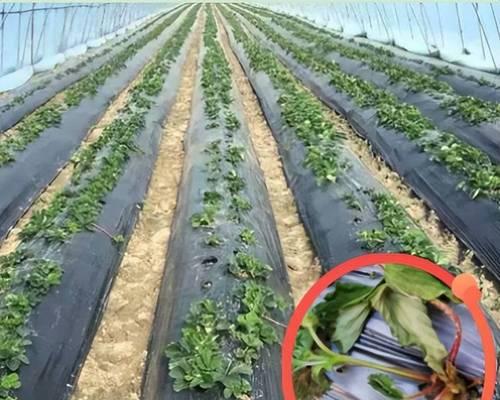 室外草莓的冬季生存关键（草莓能否在冬季霜冻中生存？）