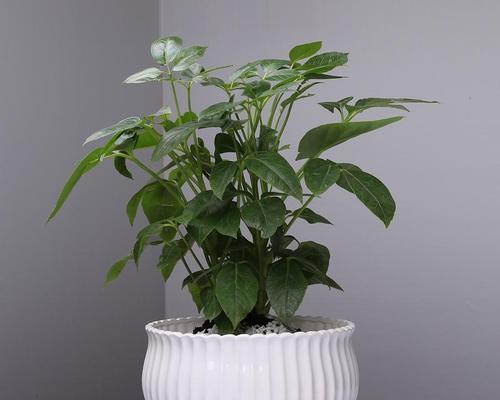 白色的植物世界（探寻白色花卉和绿色植物中的纯洁之美）