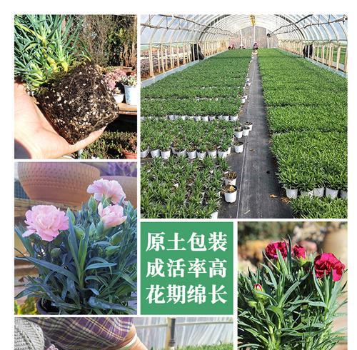 康乃馨开花时间及养护方法（如何让康乃馨开花得更美）
