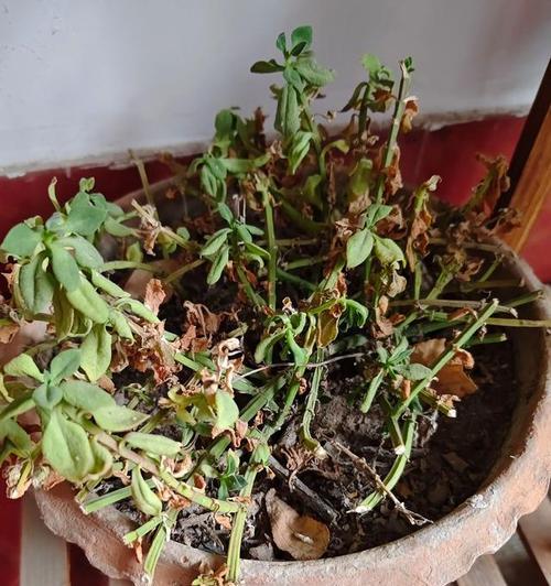 灯笼花冬季养护指南（冬天会不会冻死？如何防护？）