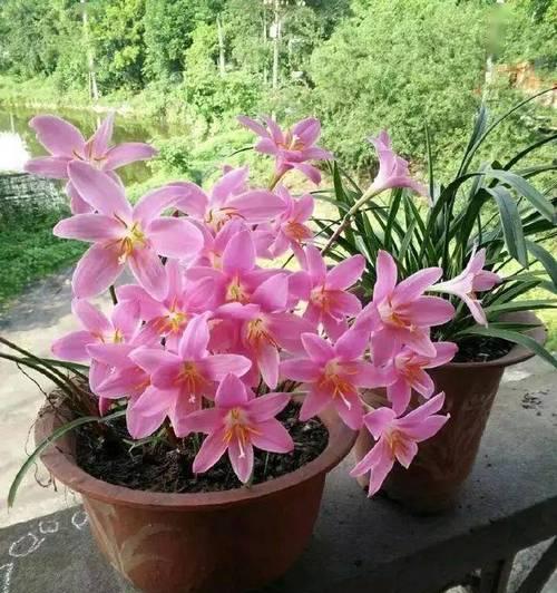 水仙花的繁殖方法与注意事项（了解水仙花的四种繁殖方法，掌握正确的繁殖技巧）