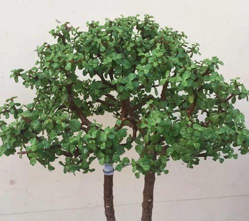 金枝玉叶——耐阴的美丽植物（探究金枝玉叶的品种、特点和养护方法）