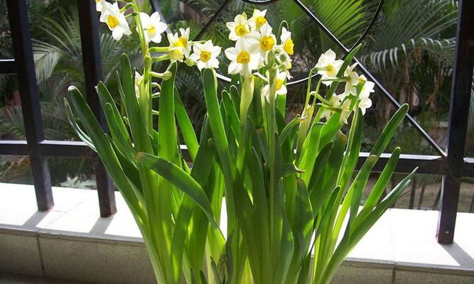 水仙花的毒性与室内养护（了解毒性，安心养花）