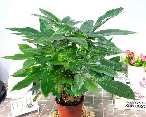 发财树的盆栽要求及注意事项（盆栽发财树需要用多大的盆？如何正确种植？）