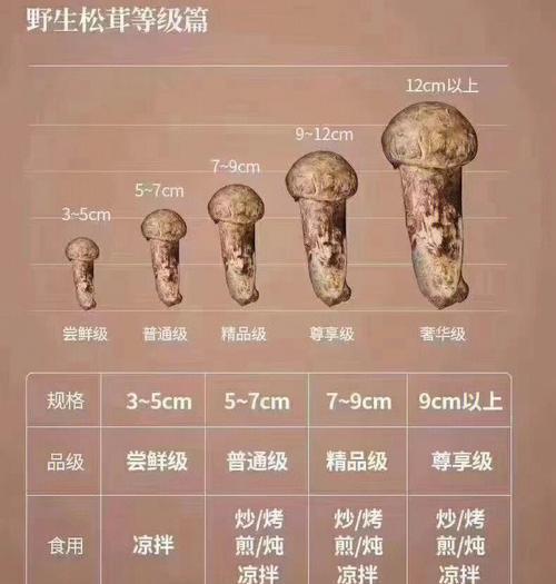 松茸生长条件与特点（探寻松茸的生命密码——松茸生态环境、生长习性与品质因素）