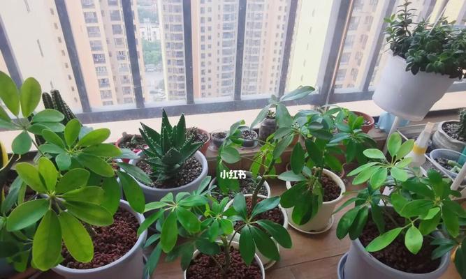 如何选择适合鸭掌木的花盆（打造美丽花园的绝妙选择）