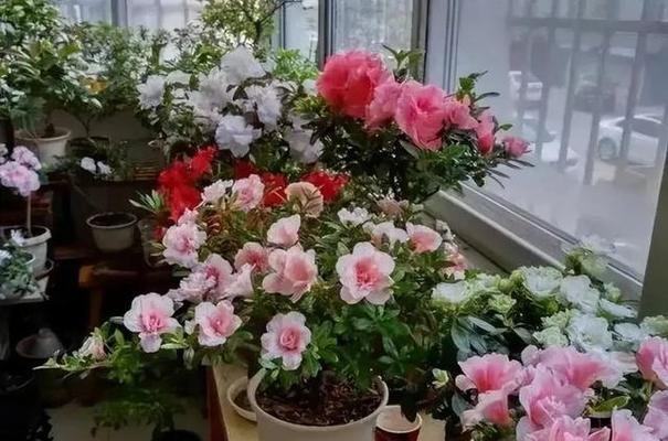 杜鹃花适合在室内养吗（家居环境是否适合杜鹃花生长？/室内养杜鹃花的优点与注意事项）