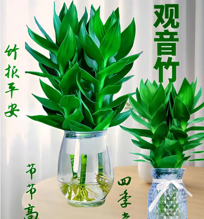 富贵竹的象征意义（揭秘富贵竹的文化内涵）