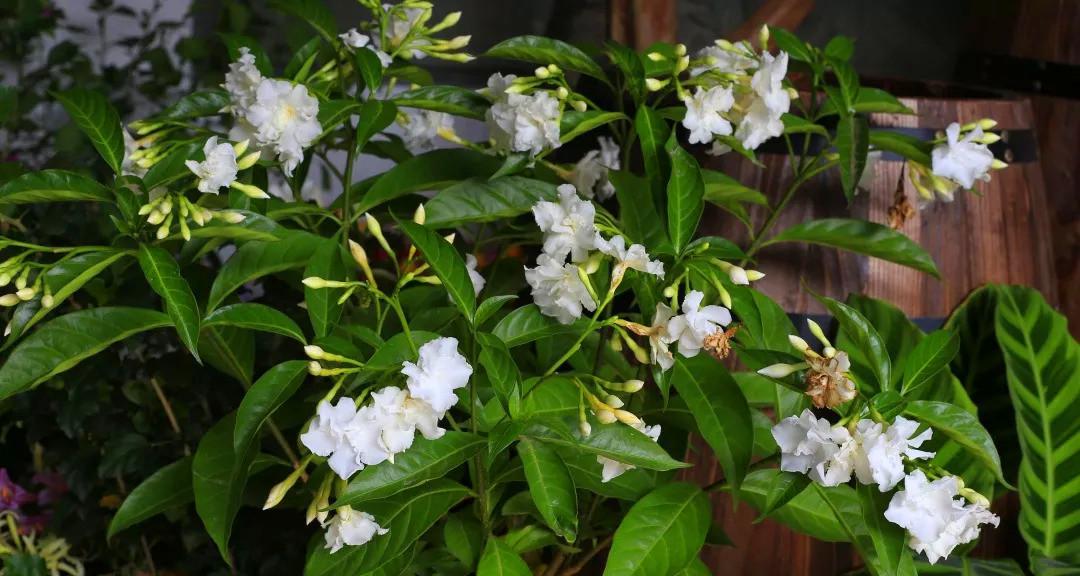 狗牙花的养殖方法和注意事项（打造独具特色的狗牙花园，以“狗牙花”为）