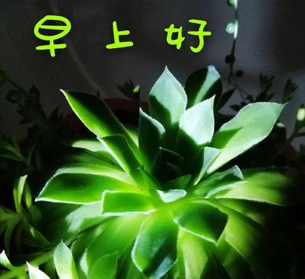 女王菊的浇水秘籍（春夏秋冬，水的频率和方式有何不同？）