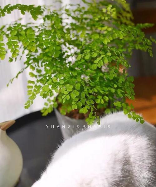 铁线蕨能否承受冬天的冷（探究铁线蕨在寒冬中的生存能力）