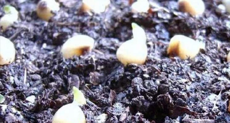 君子兰结籽籽的种植方法（从选种到萌发，一步步教你如何种植君子兰）
