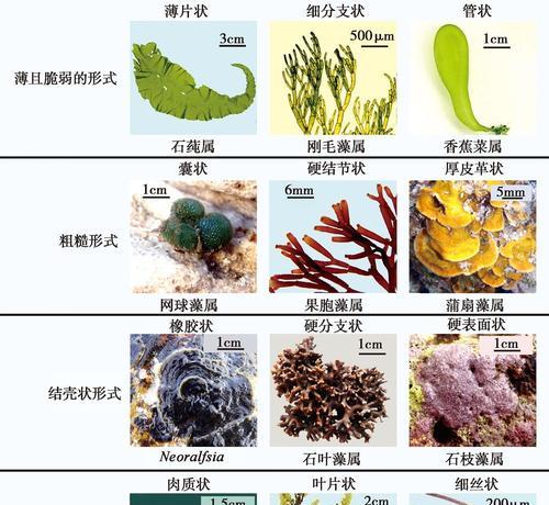 珊瑚是不是一种藻类植物？（探究珊瑚的分类和特征）