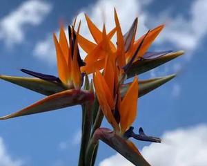 如何正确水养石竹花（石竹花种植小技巧，让你的花儿更漂亮）
