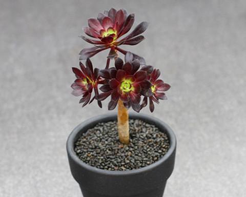 多肉植物能否吸甲醛？（探究多肉植物对甲醛的吸附能力）