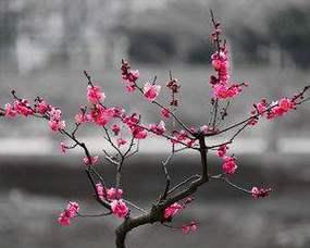 家居风水，为什么能养梅花？（了解梅花风水，让家居拥有好运气）