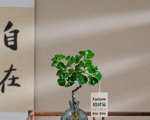圆形叶子的盆栽——打造舒适绿色空间（15种圆叶植物盆栽及其养护指南）
