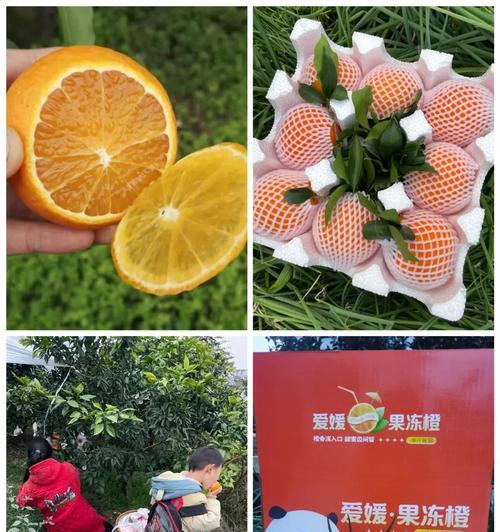 马家柚最佳套袋时间剖析（掌握这个时间点，丰收不在话下）