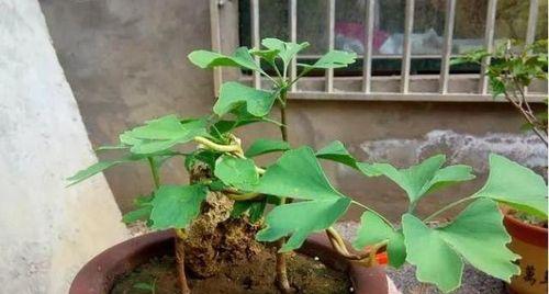 家里种白果树的风水之福（白果树的象征意义及种植技巧）