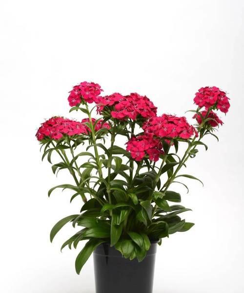 石竹的种植与养护（石竹好养吗？养殖方法和养护要点详解）